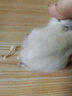 朗缤 仓鼠幼崽仓鼠笼仓鼠活物宠物活体宠物金丝熊情侣一对仓鼠活体 白色 2只（一公一母） 实拍图