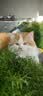 瑞美贝猫咪尿闭利尿尿频尿血猫尿闭猫咪泌尿系统尿路不畅营养 50ml*5瓶 【反复尿闭的猫咪拍】 实拍图