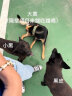 麦富迪狗粮 乖宝乐10kg 成犬中大型小型犬通用（牛肉蛋黄）金毛泰迪柯基 实拍图