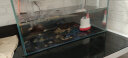 德瑞水族龟粮饲料龟饲料石龟水龟半水龟草龟鳄龟粮巴西龟乌龟饲料 鳄龟1200g小粒 实拍图