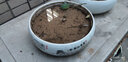 裕轩堂水仙花盆陶瓷创意大号无孔铜钱草碗莲睡莲多肉小水培容器一叶莲 水培花盆（5号） 大 实拍图