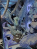 NXDL怪物猎人世界周边 冰原 rise 崛起 模型手办摆件 玩具礼品 冰咒龙高约21.5cm 晒单实拍图