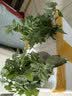 寿禾 粉果番茄种子老品种西红柿大果寿光蔬菜粉冠毛粉秋冬季洋柿子 粉冠番茄苗 24棵 实拍图