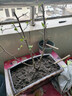 旺之春红梅浓香型腊梅花树苗室内盆栽红梅花苗绿梅花苗腊梅冬季花卉植物 6年长寿冠海棠【带造型】 实拍图