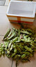 味小仙东北油豆角 新鲜九月青油豆角开锅烂火锅食材蔬菜特产九月青 5斤 实拍图