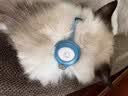 kpayAirTag项圈保护套适用AppleTag宠物专用猫咪脖圈防丢猫绳Tag跟踪环定位扣小猫走丢追踪器防丢失壳 【蓝色】*不含定位器 实拍图