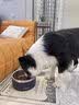 睿福祥土狗狗粮幼犬成犬通用型10斤装中华田园犬幼犬成犬通用型营养鲜粮 5斤经典装/肉粒双拼 0lb 实拍图