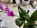 劉閣蘭花兰花苗 澳洲七彩石斛兰 冬带花苞出售泼墨香水石斛室内外花卉盆栽 七彩石斛6-8苗年底开花 带底座 实拍图