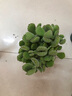 两腿跑【送货上门】三八节多肉植物带盆桌面盆栽组合绿植花卉幼儿园盆栽 熊童子(带盆栽好) 实拍图