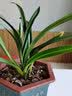 劉閣蘭花兰花苗 君荷 夏带浓香花苞出售室内花卉兰花苗兰草盆栽 4苗连体裸根 实拍图
