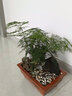 文竹盆景植物 室内绿色盆栽桌面观叶花卉绿植 大文竹+吊兰 不含盆 实拍图