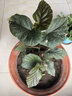 看匠 竹节海棠花盆栽斑点秋海棠室内桌面阳台多年生花卉绿植盆景好养 竹节海棠 3年苗 实拍图