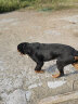 优瑞派狗粮 拉布拉多哈士奇金毛萨摩耶阿拉斯加中大型犬 幼犬20kg40斤 实拍图
