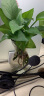 沃绣 水培绿萝 简约创意玻璃水培植物花盆透明风信子花瓶水养绿萝 风信子玻璃花瓶+麻绳 中等 实拍图