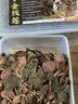 雄在福建南靖金线莲 整株中草药材原料干货 金钱莲端午节盒仿野生官旗 【整珠金线莲】【送4豪礼】 250g*1盒 福建南靖核心产区 多年深山野外种植 实拍图