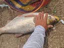 川泽空心尾鱼漂全目加粗醒目浮钓行程鲢鱅草鳊大物鲤鲫鱼浮漂浅水浮标 NG-07【鲢鱅青草】吃铅4.0-6.0g 2号 全目加粗空心尾 实拍图
