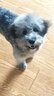 华元宠具（hoopet）狗狗衣服小型犬秋冬保暖宠物衣服冬天比熊幼犬泰迪小狗全包四脚衣 【德绒款】四脚护肚衣-杜若蓝 XS:背长22.5cm-推荐体重2-5斤 实拍图