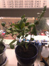 盆栽茶花苗 山茶花苗绿植花卉盆栽四季好养茶花树苗盆栽耐寒花卉观花植物室内花卉绿植开花不断 不含盆 醉杨妃  3年苗 实拍图
