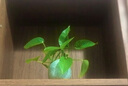 京卫青瓷花插茶道摆件陶瓷花器水培玻璃透明创意简约小花瓶家居装饰品 哥窑11款粉青 实拍图