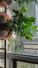 欧式花架阳台铁艺栏杆花架多层护栏悬挂式阳台单个花架挂式露台栏杆装饰置物架植物多肉绿植盆栽壁挂花盆挂架 单个红铜色（买两个送一个） 实拍图