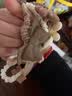 向晚发绳10条奶咖色女童头绳女橡皮筋小熊发圈扎高马尾发圈儿童节礼物 实拍图
