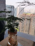 惜林园 水培绿植盆栽好养易活植物文竹净化空气室内办公室桌面花卉摆件 文竹[透明圆柱瓶] 种植基地直供 实拍图