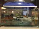 森森 水族鱼缸过滤器 外置壁挂过滤器 去除油膜瀑布式过滤 HBL-301适配20-30cm鱼缸2W 实拍图