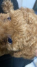 果粒之星纯种灰泰迪泰迪幼犬小型犬贵宾犬宠物狗活体小狗 宠物级 红棕色 实拍图