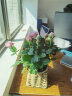 锦枫（jinfeng）玫瑰花盆栽 大盆带花苞室内好养的花卉观花植物绿植苗 粉色花篮盆(玫瑰花颜色) 含盆 实拍图