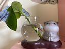 宇轩 创意玻璃摆件动物小花器花盆茶桌绿萝花插花瓶水培容器架 平板发财猫 实拍图