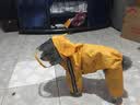 CHU XING JIA 狗狗雨衣全包卡通防水四脚幼犬秋冬宠物衣服泰迪透明雨衣宠物 黄色鸭鸭S（胸围43cm背长29cm 实拍图