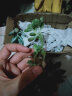 轩林美 多肉植物组合盆栽室内绿植花卉 蒂亚 3-4cm 单头 不含盆 实拍图