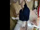 SLPC狗狗衣服小型犬泰迪衣服两脚卫衣猫咪服装比熊博美法斗宠物衣服 藏青色 XXL（12-18斤左右） 实拍图