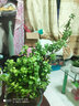 家中有果桌面花卉绿植盆栽 造型盆景 金枝玉叶  多肉植物盆景 竹叶陶瓷盆含金枝玉叶 不含盆 实拍图
