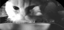 FURPIPI猫咪自动喂食器摄像头可视频宠物狗粮智能定时远程投食器5G双频 可视款4L白【2.4/5G 支持夜视 】 晒单实拍图