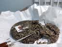 凤牌茶叶 生普饼茶 云南普洱锦绣古茶 普洱生茶饼100g 锦绣古茶 实拍图