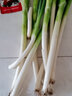 采缇（CAITI）山东章丘特级大葱新鲜正宗特级甜脆铁杆大葱 新鲜绿葱礼品 三斤净葱（顺丰快递） 实拍图