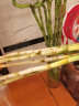 喜艺带根转运竹水竹富贵竹植物水养开运竹子盆栽客厅室内招财水培绿植 转运竹弯竹-80厘米-9支 含瓶 实拍图