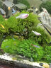森渊莫斯树水草鱼缸造景无土淡水增氧水族箱懒人沉木鱼缸活体淡水植物 成品莫斯树(高10-12cm三头) 实拍图