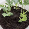 诺德禾润西瓜专用营养土基质肥培养土西瓜育苗土壤专用肥料泥土种植土 实拍图