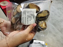 鲜拔头筹 青岛鲜活大鲍鱼海捕 大号鲍鱼鲜活冷冻生鲜贝类火锅烧烤特大鲍鱼 【活鲜】鲜活中鲍鱼 净重500g  15-18头 实拍图