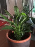白掌盆栽植物室内花卉水培一帆风顺大盆水养绿植 特级白掌(原盆) 含盆 实拍图