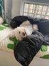 华元宠具（hoopet）狗狗生理裤尿不湿母狗泰迪月经纸尿裤狗卫生巾宠物姨妈巾拉拉裤S 实拍图