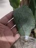 御卉阁 绿植盆栽花卉昙花苗  琼花苗 俗称月下美人 香味浓郁室内外盆栽 2年苗 实拍图