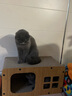 HOOPET猫玩具逗猫球自嗨解闷激光笔逗猫棒智能滚滚球自动电动智能玩具宠物猫咪玩具用品 自动逗猫球 蓝色 次日达【店长推荐】 实拍图