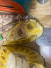 保蓉生鲜水果俱乐部海南菠萝蜜新鲜采摘优质整个黄肉菠萝蜜老树发货 23-27斤  出果率多 菠萝蜜 实拍图