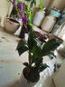 劉閣蘭花兰花苗 澳洲七彩石斛兰 冬带花苞出售泼墨香水石斛室内外花卉盆栽 七彩石斛6-8苗年底开花 带底座 实拍图