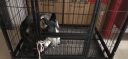 贝尼宠 狗笼子大型犬 狗笼拉布拉多哈士奇萨摩耶中型犬宠物狗笼子 不锈钢折叠全方管 长96宽64高82cm 实拍图