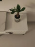 绿有意绿植盆栽多肉花卉盆栽植物室内桌面水培绿植办公室客厅植物懒人 发财树（招财聚福） 晒单实拍图