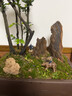 澳颜莱盆景假山摆件 配件水石微景观多肉盆栽园艺装饰品小摆件 栗色 小型摆件套餐21 实拍图
